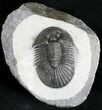 Platyscutellum Trilobite With Axial Spines #28765-5